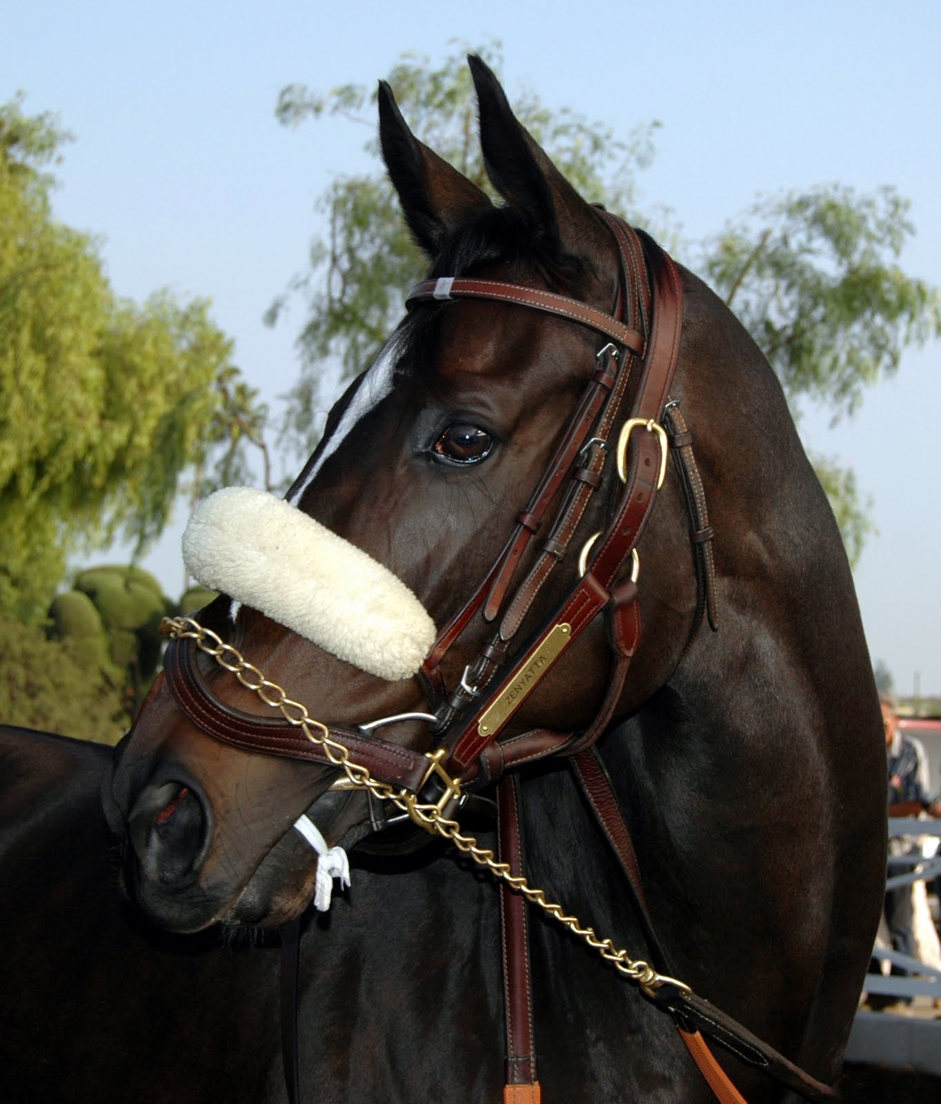 Zenyatta xfactor